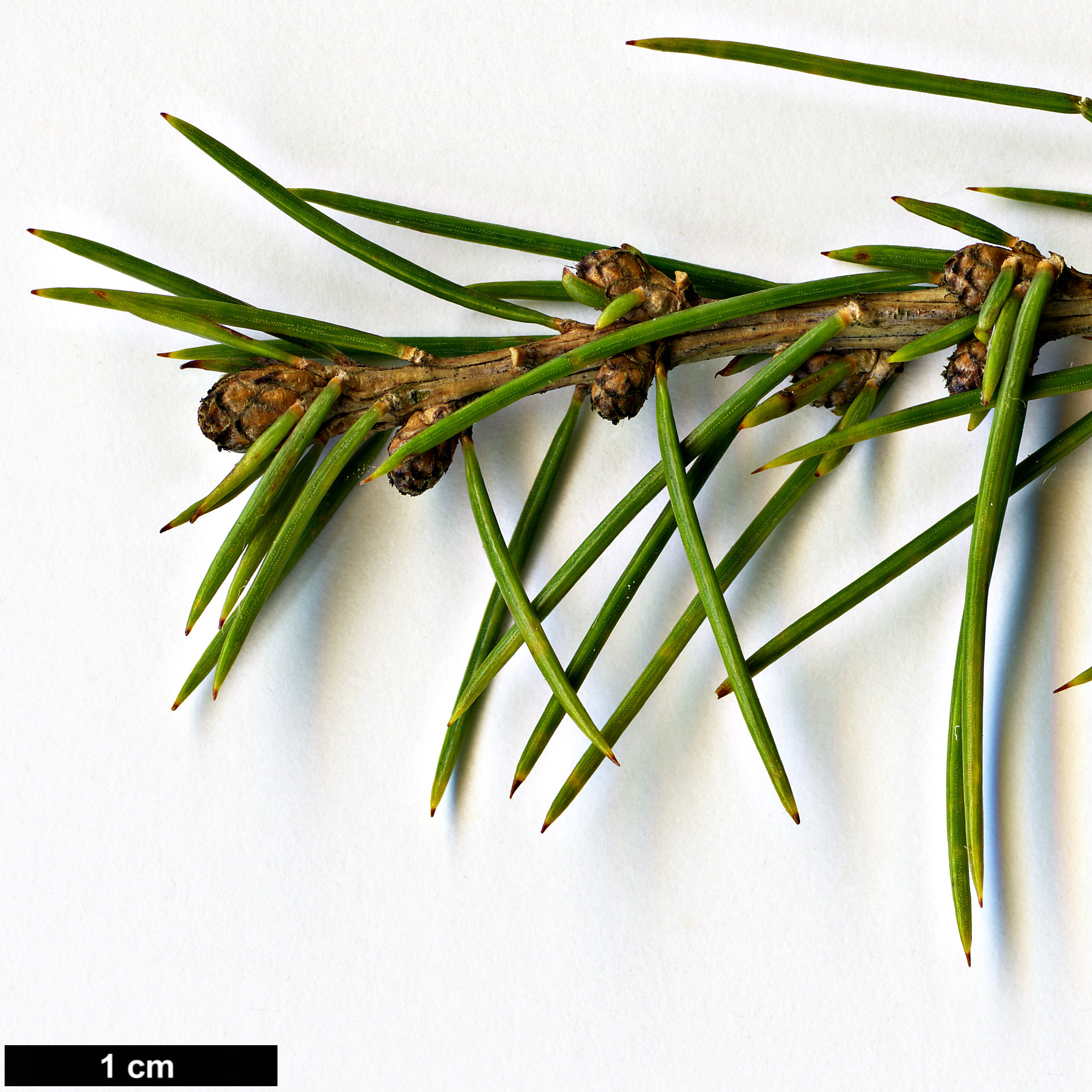 High resolution image: Family: Pinaceae - Genus: Cedrus - Taxon: libani - SpeciesSub: var. stenocoma